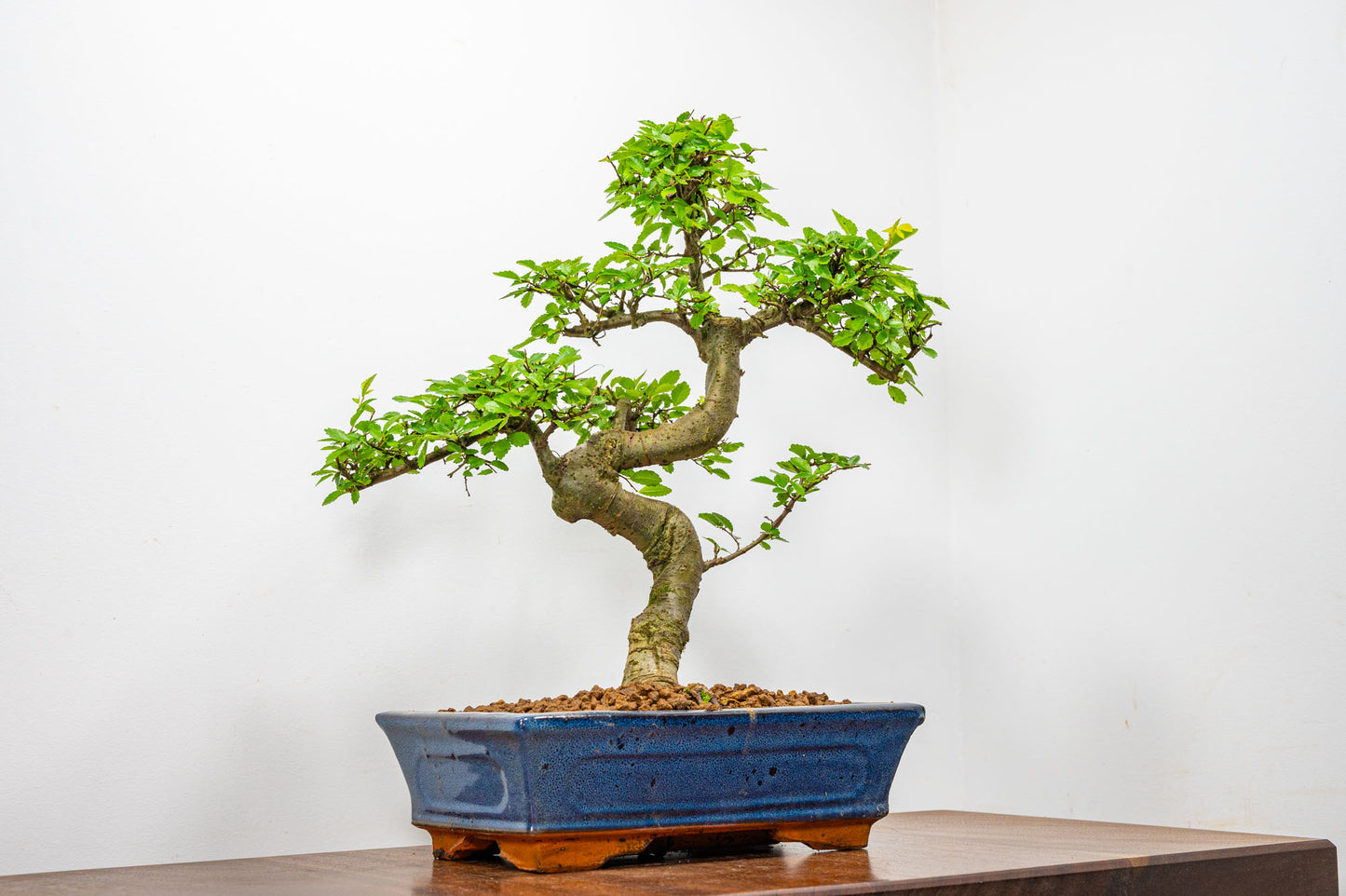 Chinese Elm Bonsai and Care Kit in 25cm Navy Ceramic Pot