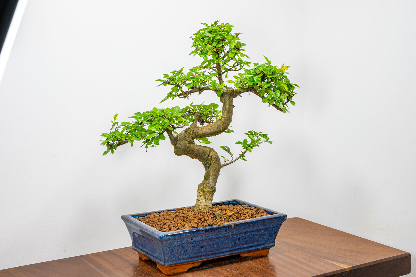 Chinese Elm Bonsai and Care Kit in 25cm Navy Ceramic Pot