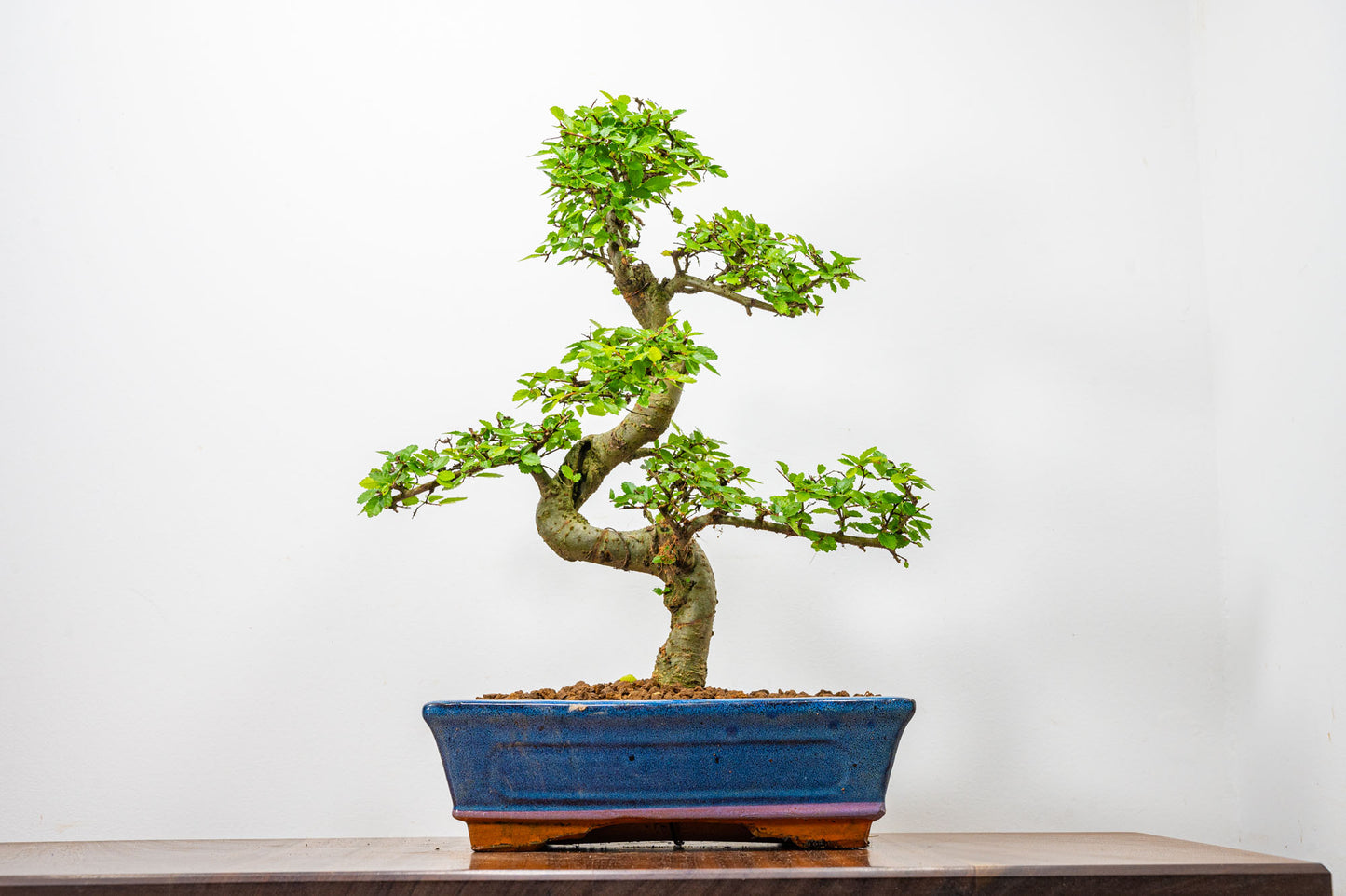 Chinese Elm Bonsai and Care Kit in 25cm Navy Ceramic Pot