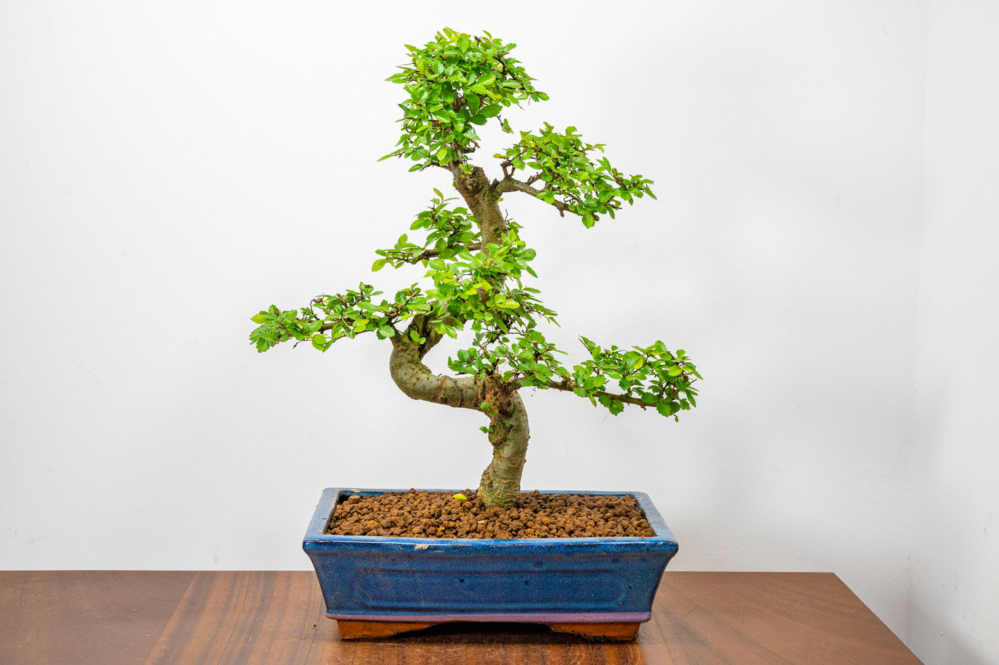 Chinese Elm Bonsai and Care Kit in 25cm Navy Ceramic Pot