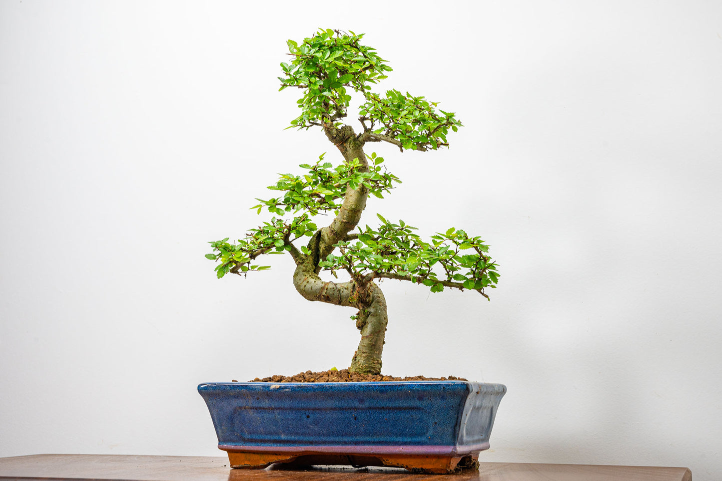 Chinese Elm Bonsai and Care Kit in 25cm Navy Ceramic Pot