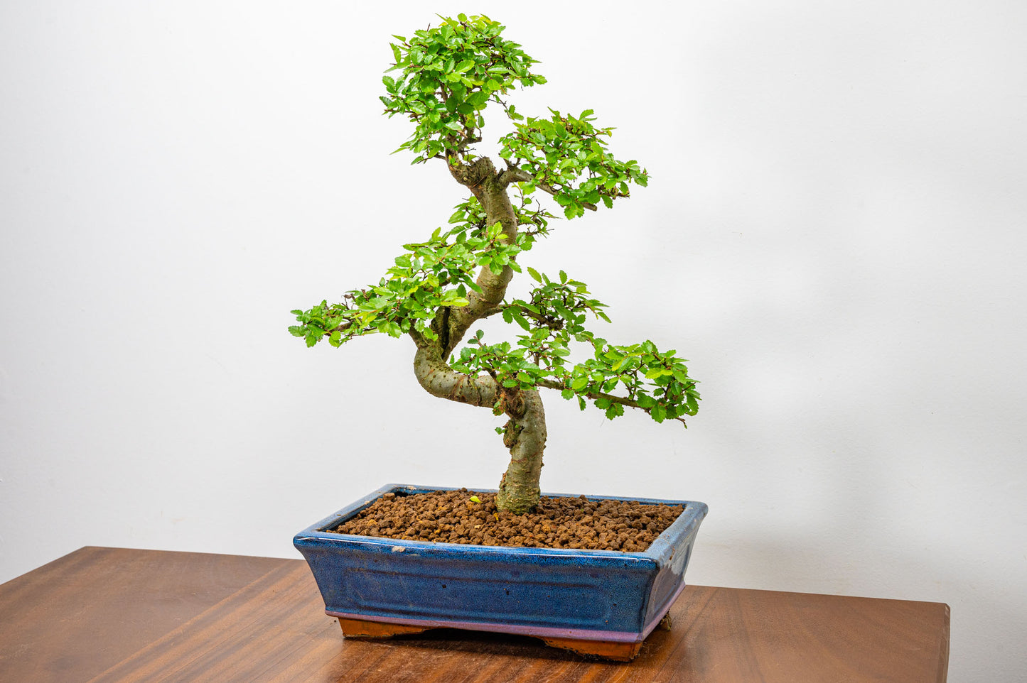 Chinese Elm Bonsai and Care Kit in 25cm Navy Ceramic Pot