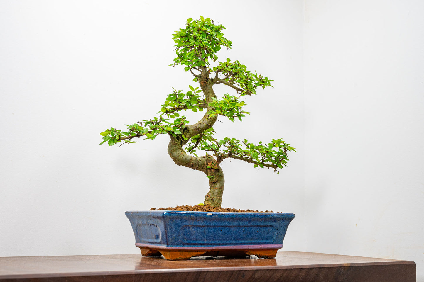 Chinese Elm Bonsai and Care Kit in 25cm Navy Ceramic Pot