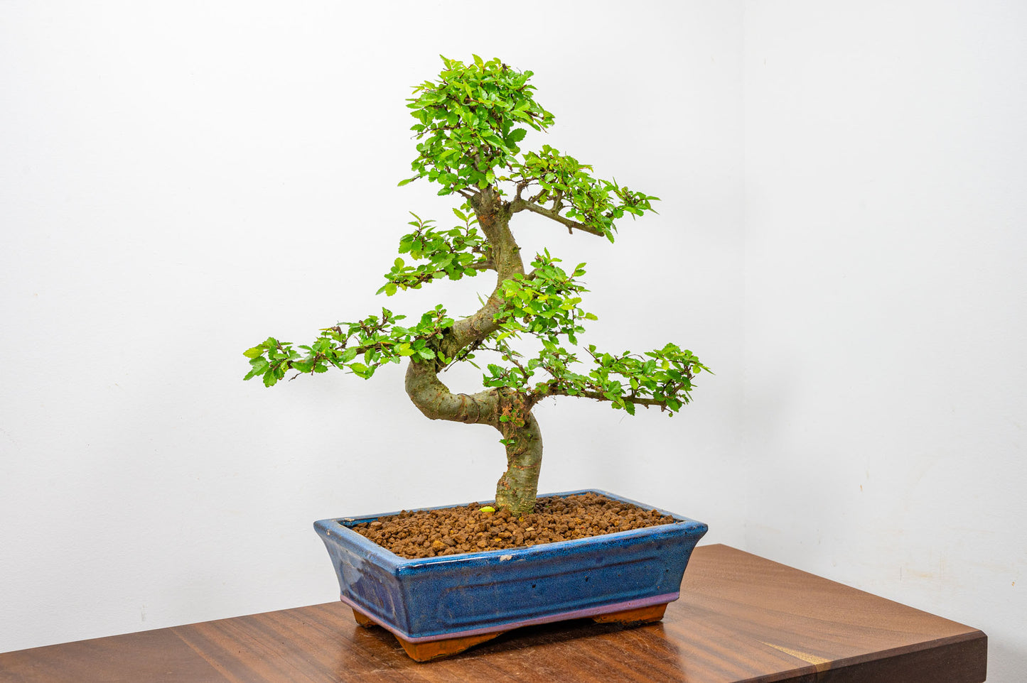 Chinese Elm Bonsai and Care Kit in 25cm Navy Ceramic Pot