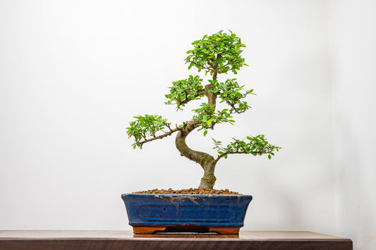 Chinese Elm Bonsai and Care Kit in 25cm Navy Ceramic Pot