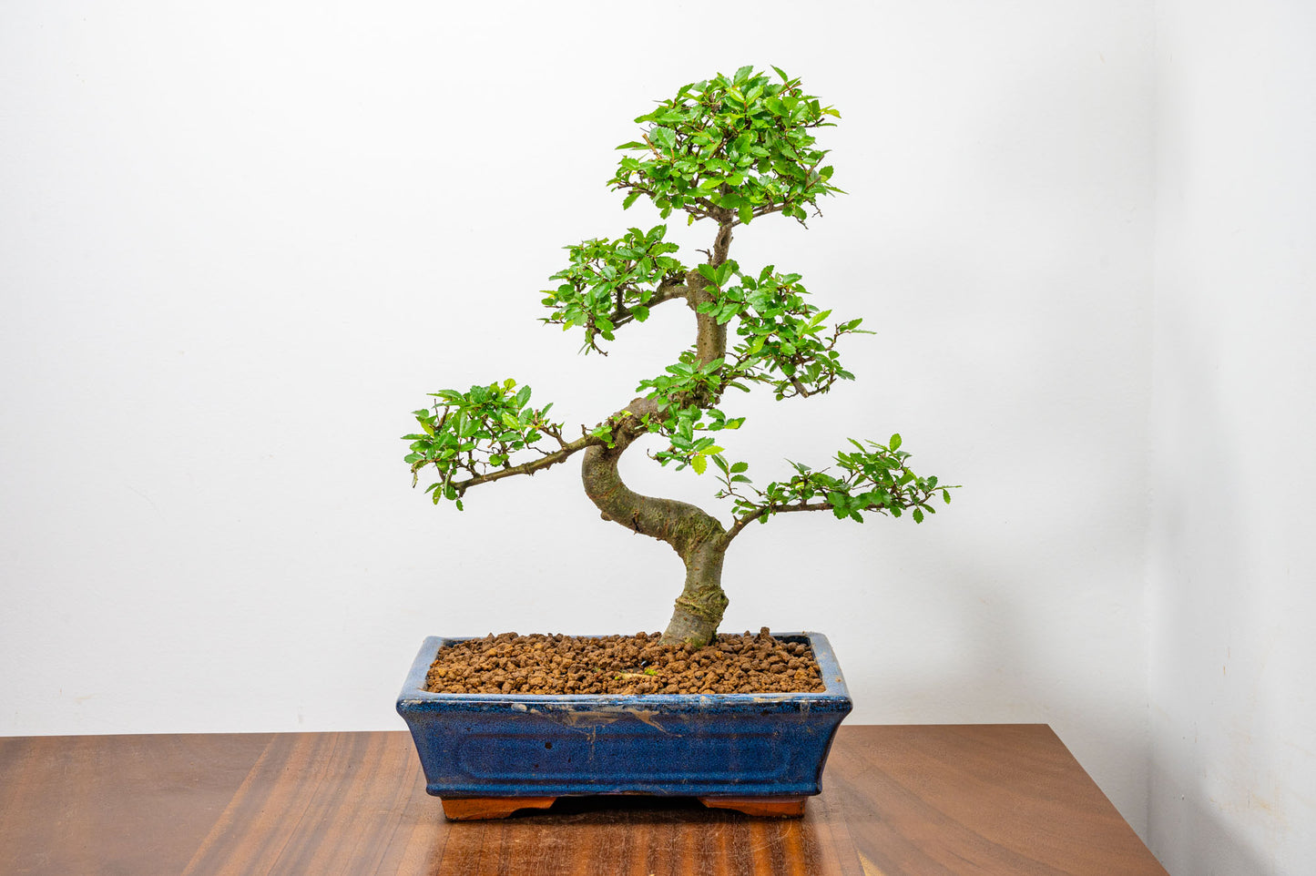 Chinese Elm Bonsai and Care Kit in 25cm Navy Ceramic Pot