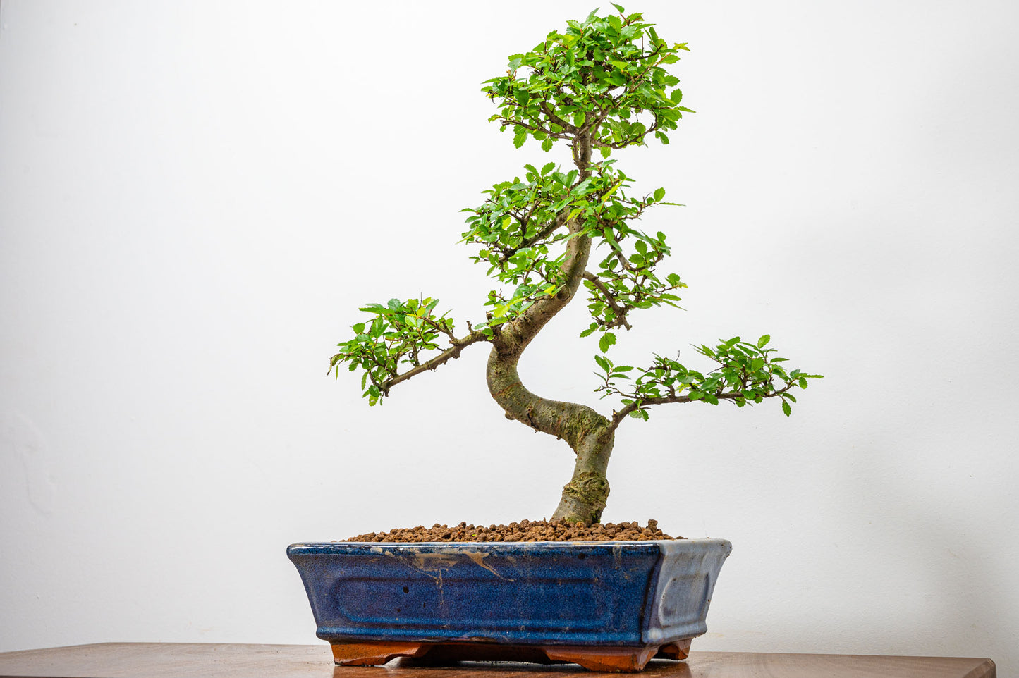 Chinese Elm Bonsai and Care Kit in 25cm Navy Ceramic Pot