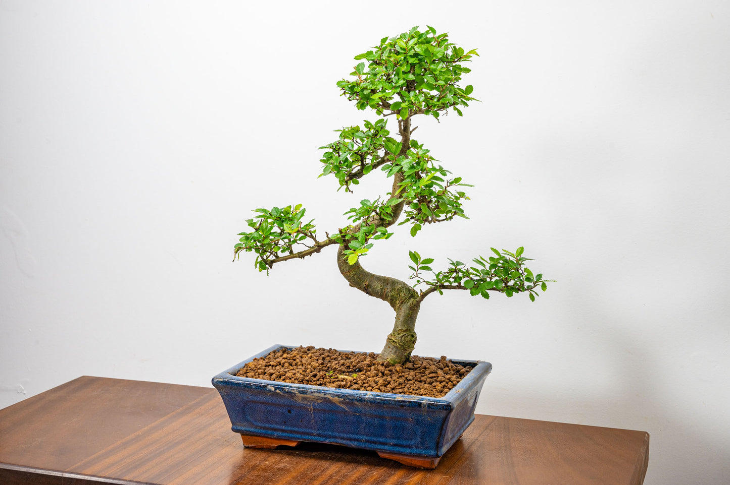 Chinese Elm Bonsai and Care Kit in 25cm Navy Ceramic Pot