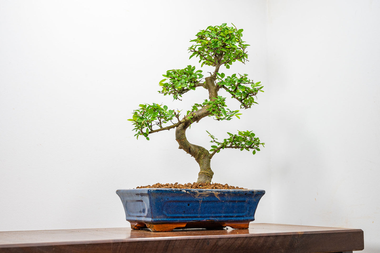 Chinese Elm Bonsai and Care Kit in 25cm Navy Ceramic Pot