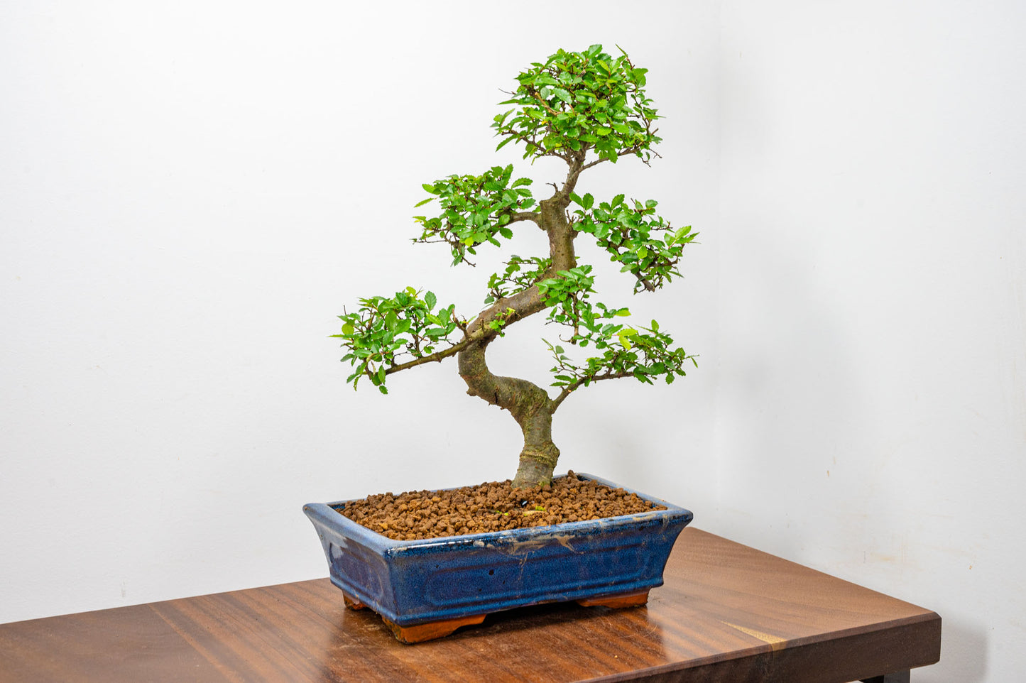 Chinese Elm Bonsai and Care Kit in 25cm Navy Ceramic Pot