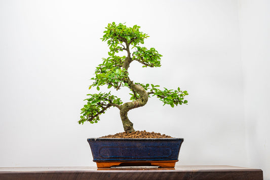 Chinese Elm Bonsai and Care Kit in 25cm Navy Ceramic Pot