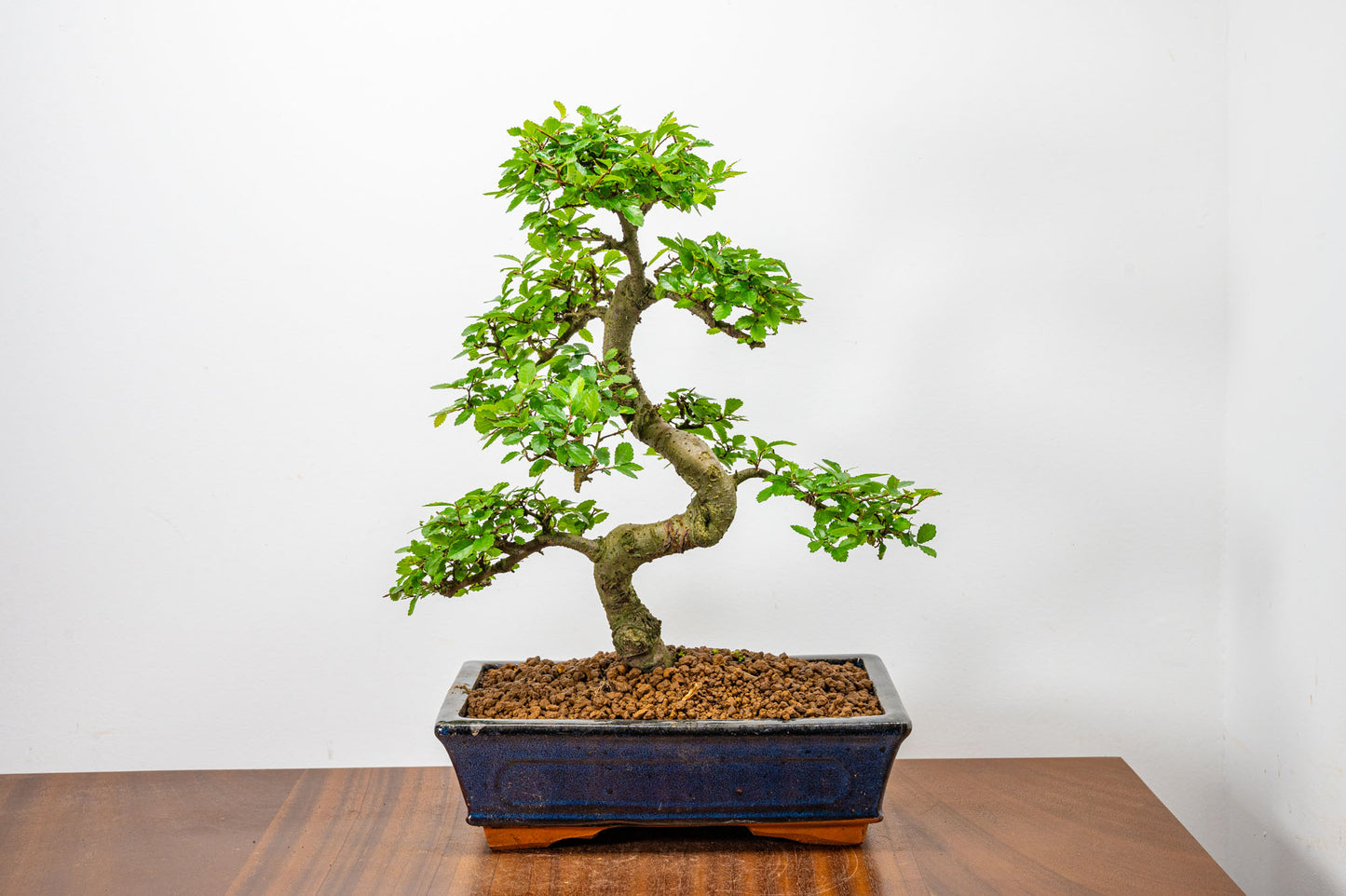 Chinese Elm Bonsai and Care Kit in 25cm Navy Ceramic Pot