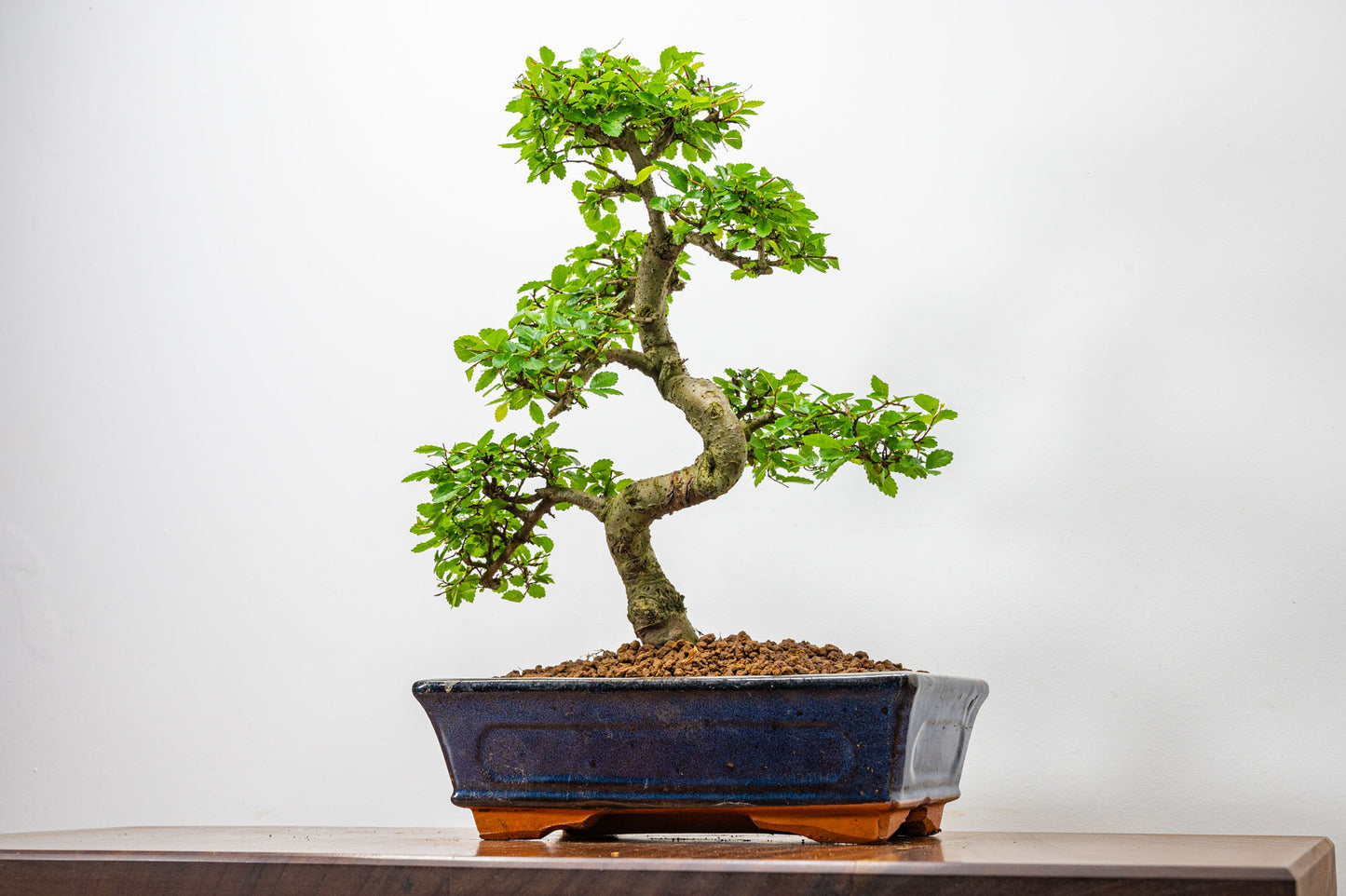 Chinese Elm Bonsai and Care Kit in 25cm Navy Ceramic Pot