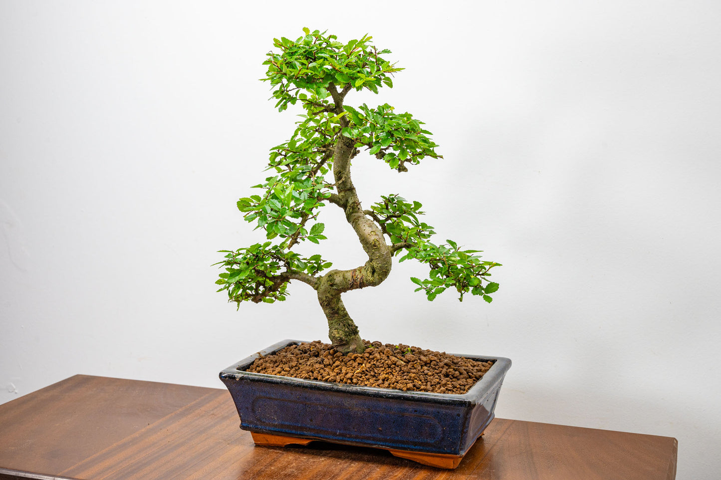 Chinese Elm Bonsai and Care Kit in 25cm Navy Ceramic Pot