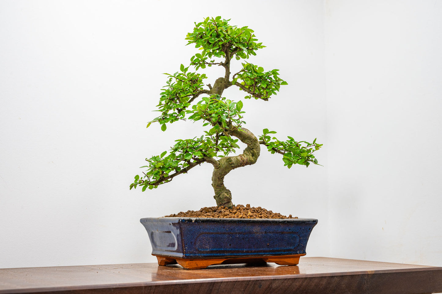 Chinese Elm Bonsai and Care Kit in 25cm Navy Ceramic Pot