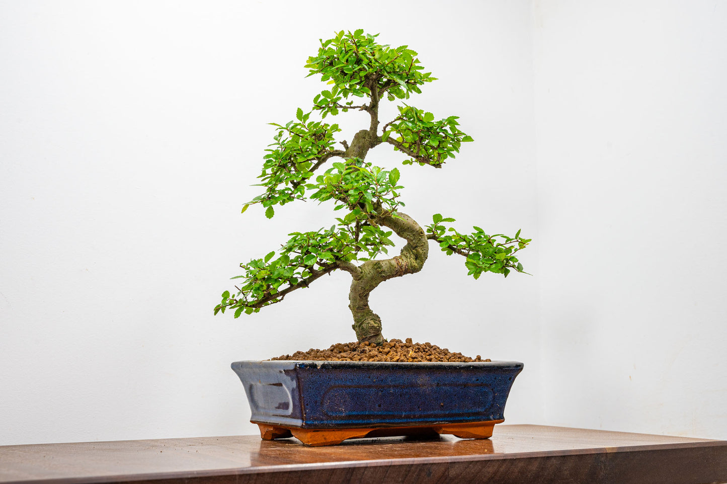 Chinese Elm Bonsai and Care Kit in 25cm Navy Ceramic Pot