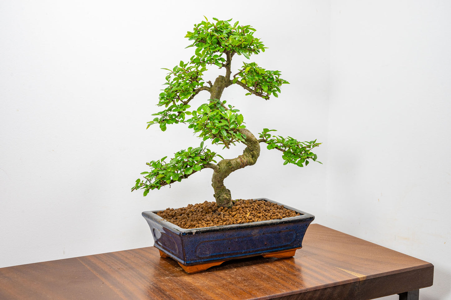 Chinese Elm Bonsai and Care Kit in 25cm Navy Ceramic Pot