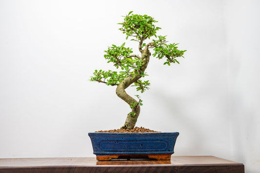 Chinese Elm Bonsai and Care Kit in 25cm Navy Ceramic Pot