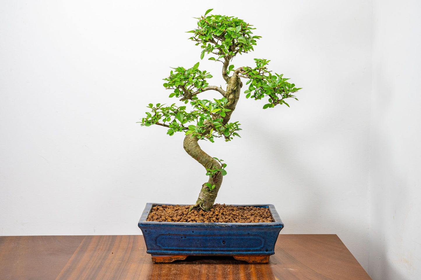 Chinese Elm Bonsai and Care Kit in 25cm Navy Ceramic Pot