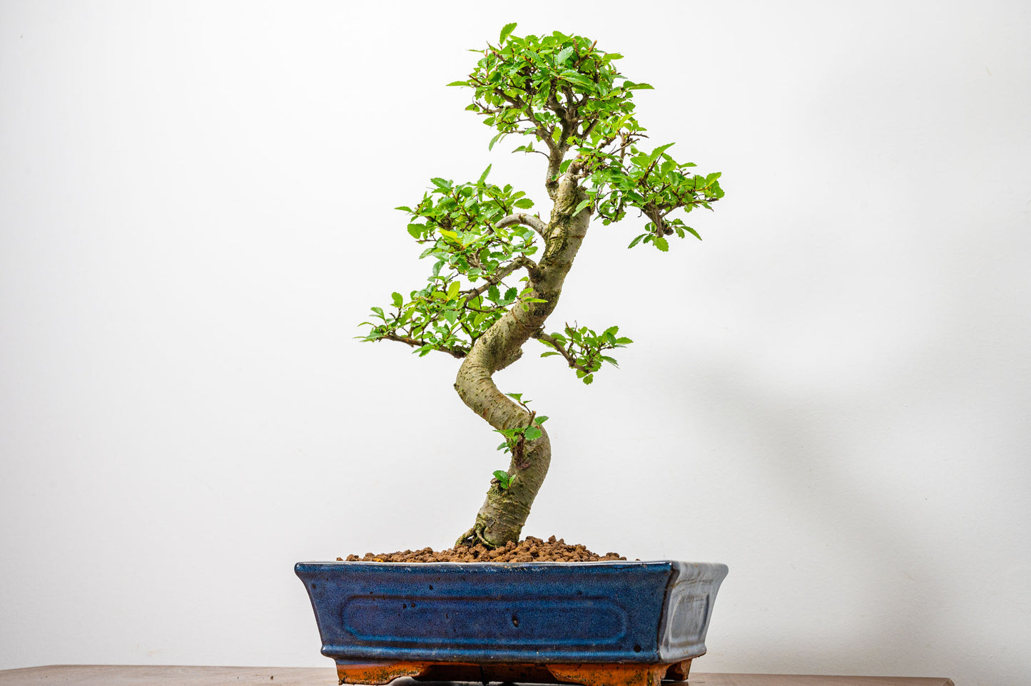 Chinese Elm Bonsai and Care Kit in 25cm Navy Ceramic Pot