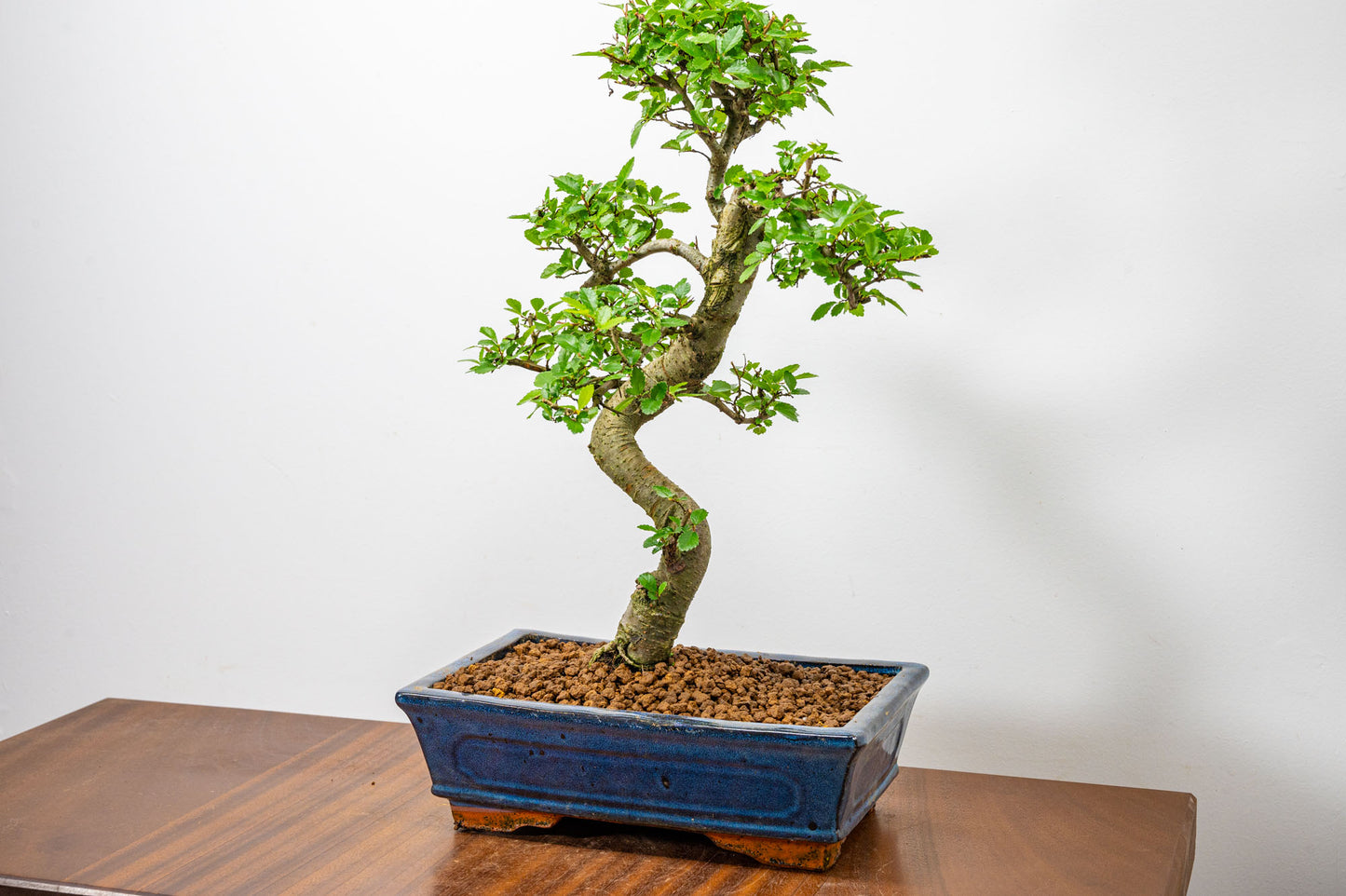 Chinese Elm Bonsai and Care Kit in 25cm Navy Ceramic Pot