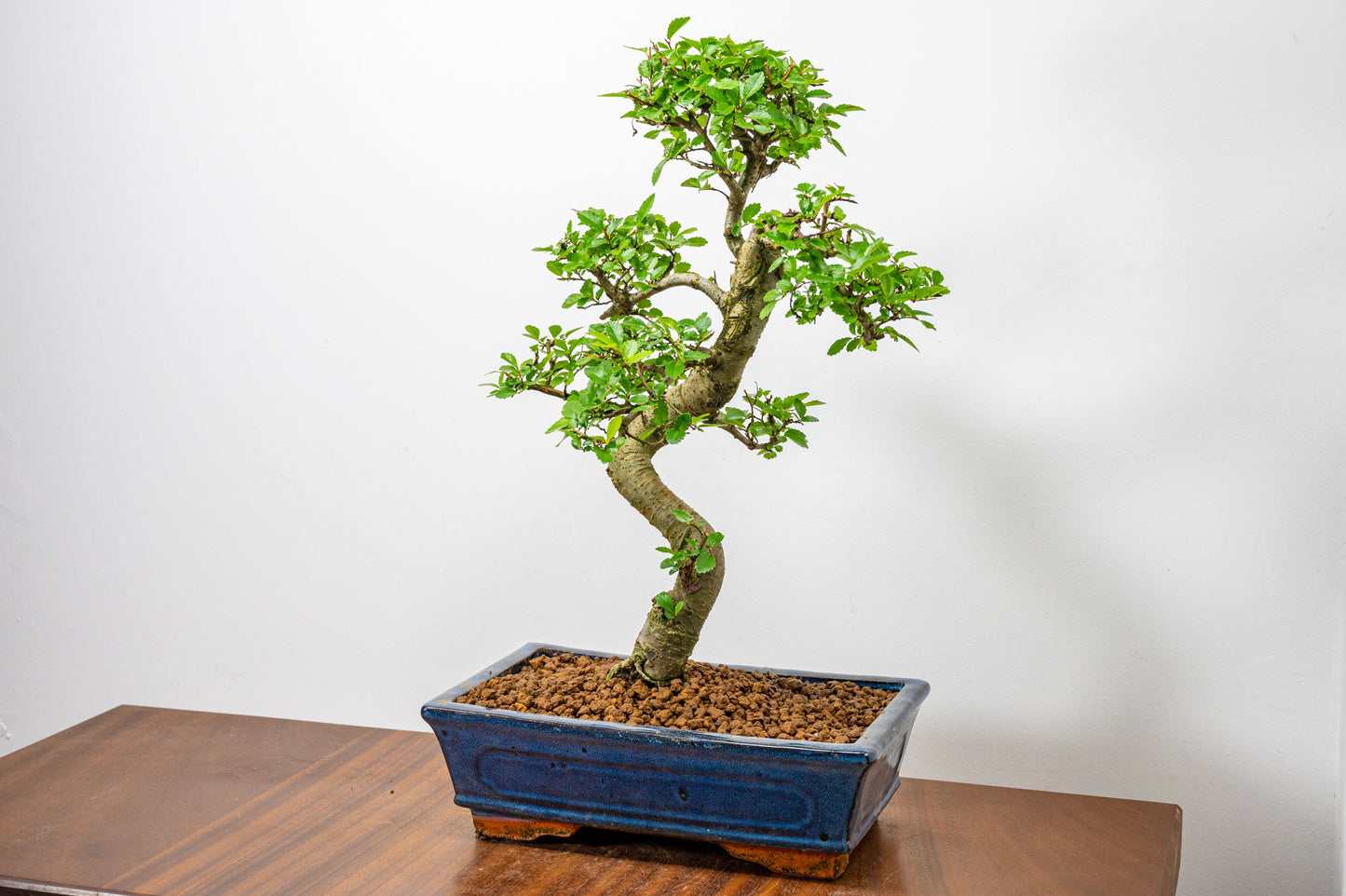 Chinese Elm Bonsai and Care Kit in 25cm Navy Ceramic Pot