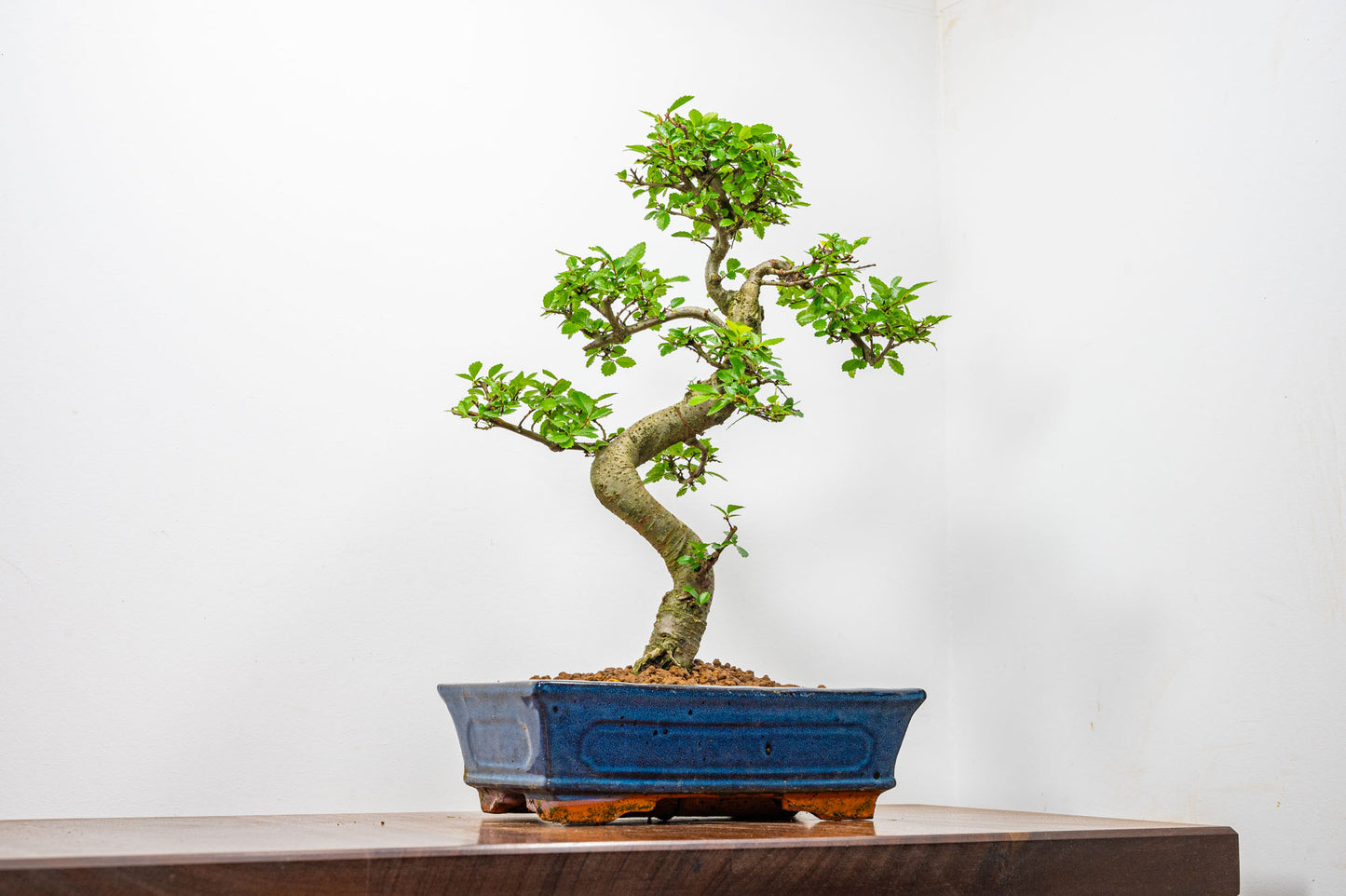 Chinese Elm Bonsai and Care Kit in 25cm Navy Ceramic Pot