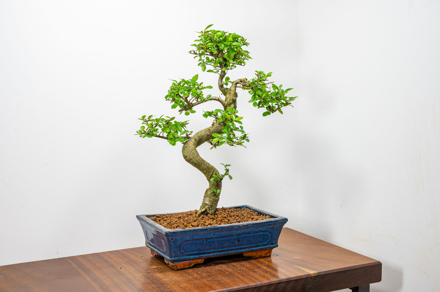 Chinese Elm Bonsai and Care Kit in 25cm Navy Ceramic Pot