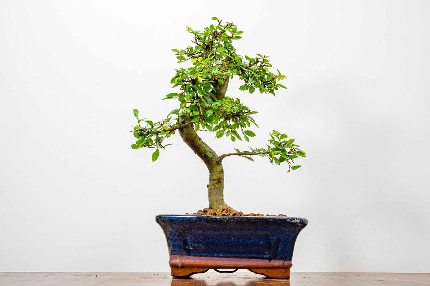 Chinese Elm Bonsai + Full Care Kit in a 15cm Navy Ceramic Pot