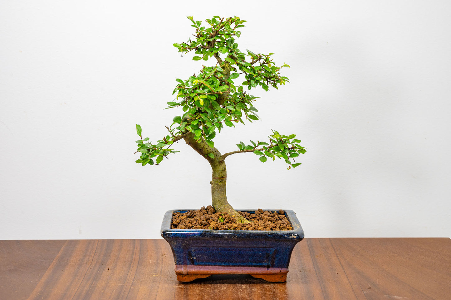 Chinese Elm Bonsai + Full Care Kit in a 15cm Navy Ceramic Pot