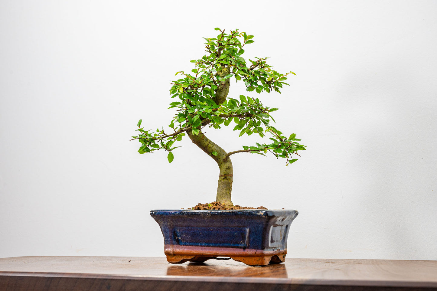 Chinese Elm Bonsai + Full Care Kit in a 15cm Navy Ceramic Pot