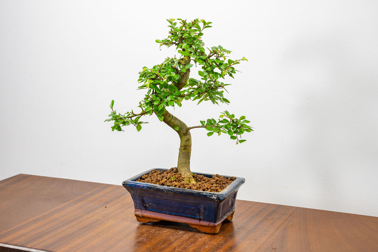 Chinese Elm Bonsai + Full Care Kit in a 15cm Navy Ceramic Pot