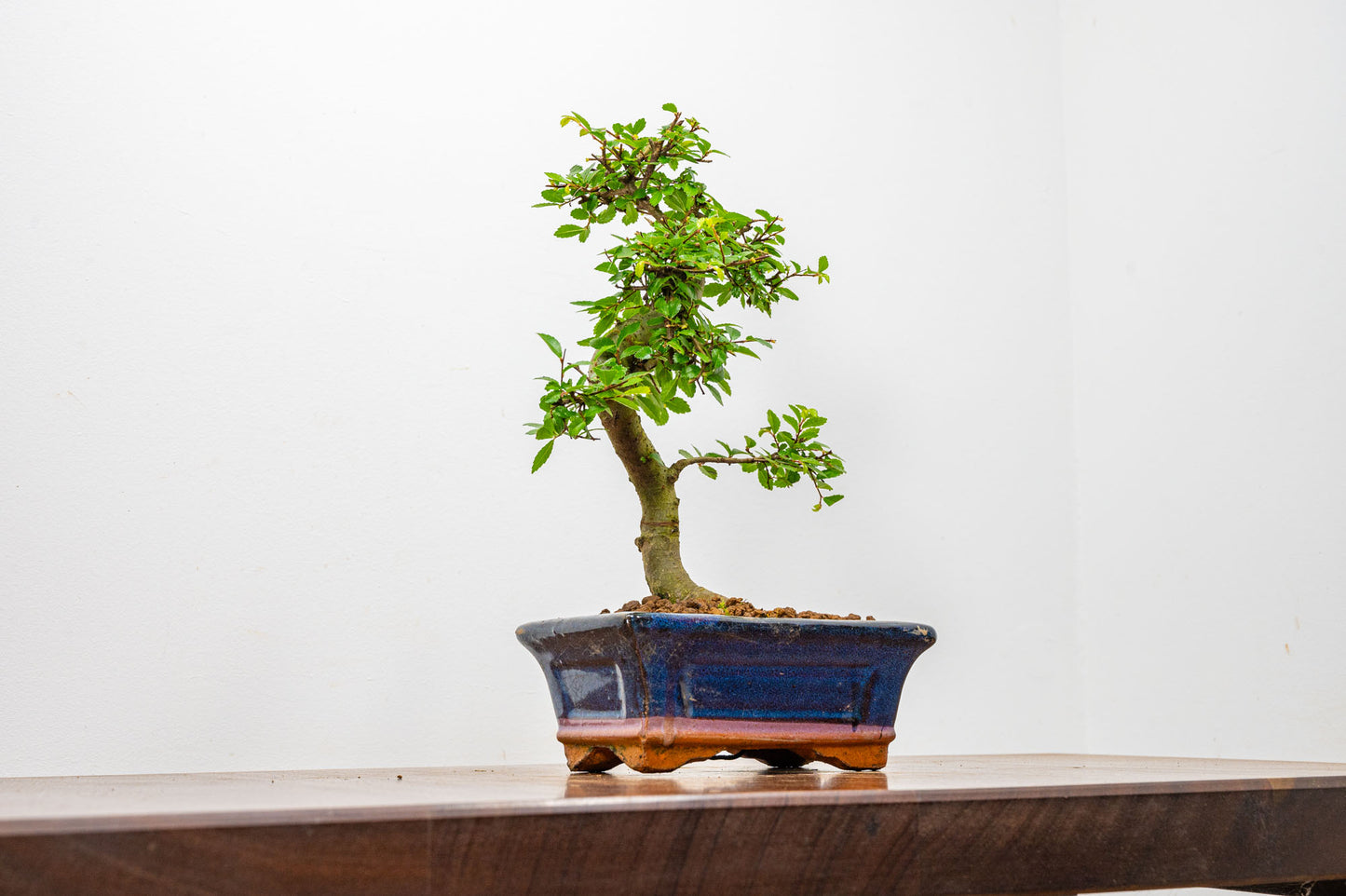 Chinese Elm Bonsai + Full Care Kit in a 15cm Navy Ceramic Pot