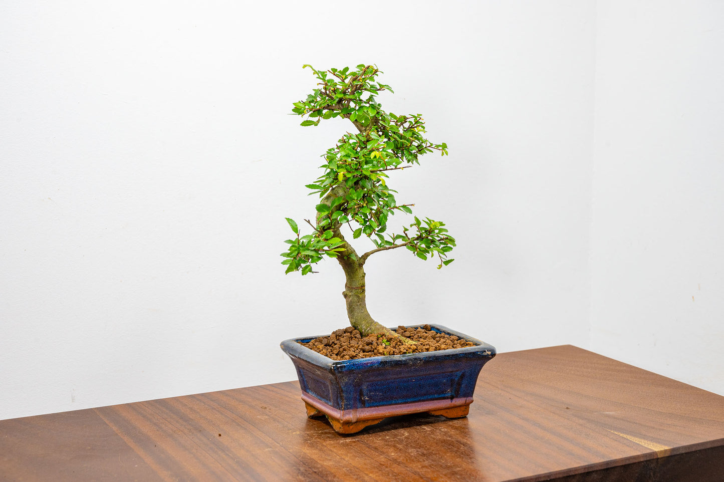 Chinese Elm Bonsai + Full Care Kit in a 15cm Navy Ceramic Pot