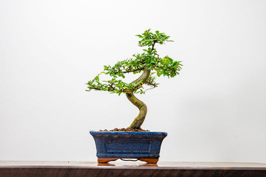 Chinese Elm Bonsai + Full Care Kit in a 15cm Navy Ceramic Pot