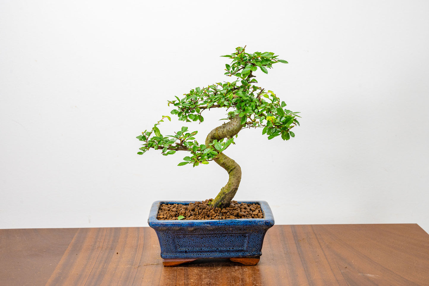 Chinese Elm Bonsai + Full Care Kit in a 15cm Navy Ceramic Pot