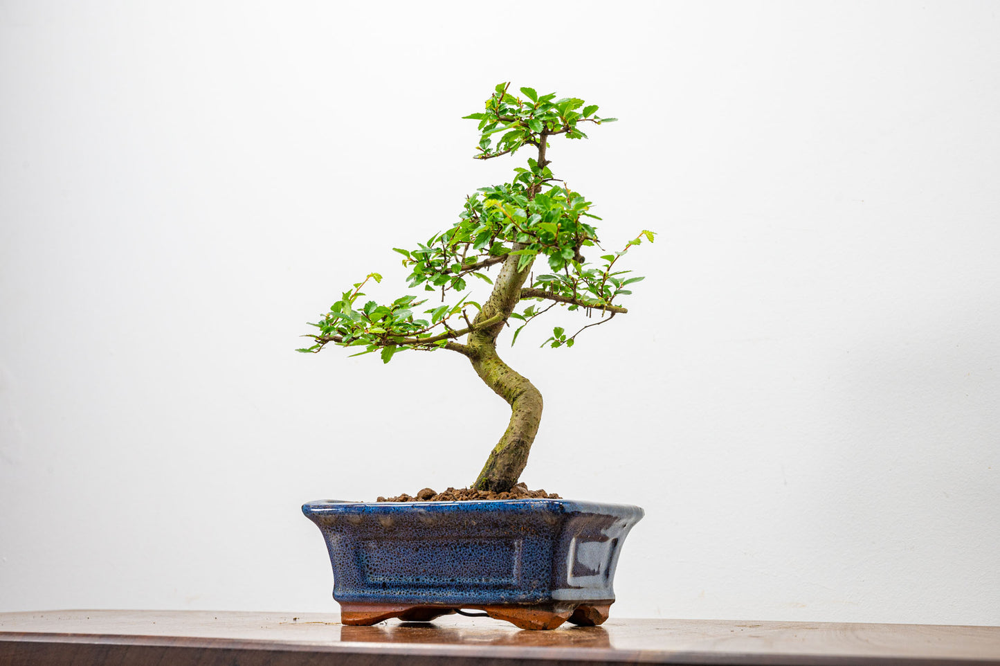 Chinese Elm Bonsai + Full Care Kit in a 15cm Navy Ceramic Pot