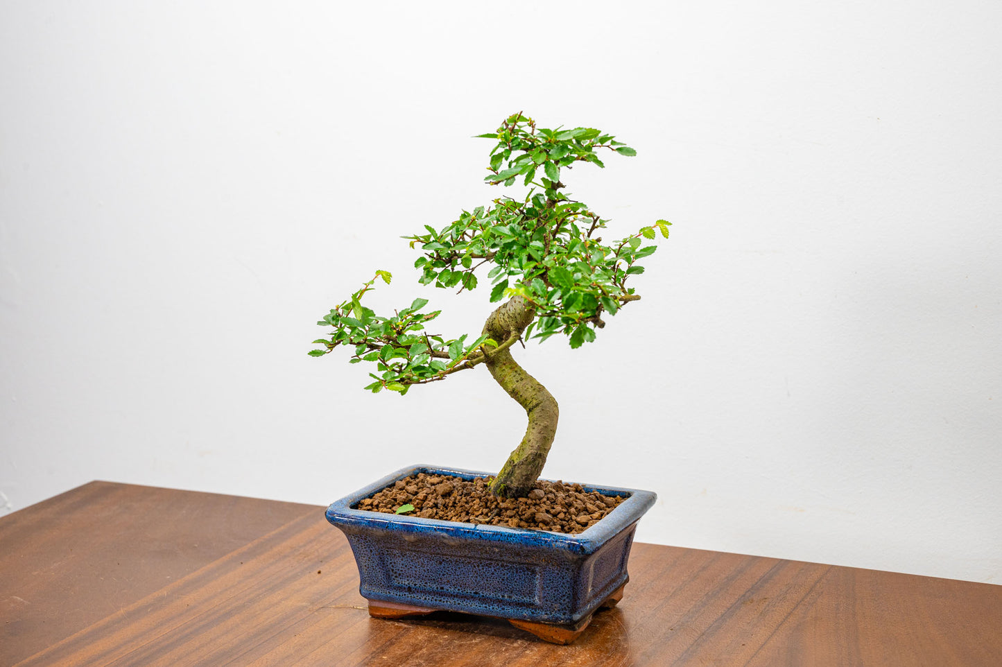 Chinese Elm Bonsai + Full Care Kit in a 15cm Navy Ceramic Pot