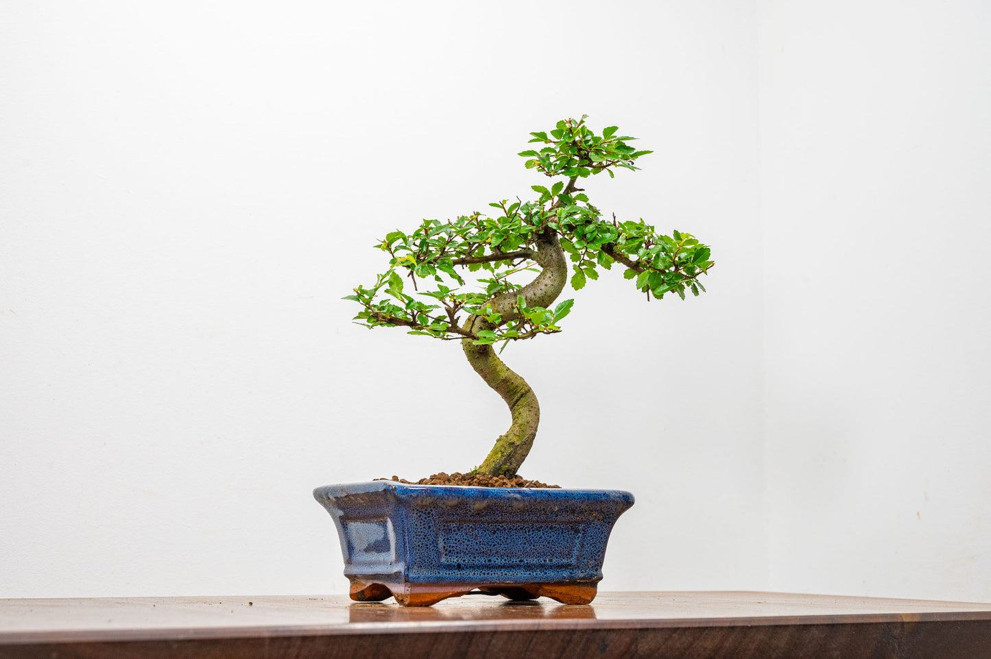 Chinese Elm Bonsai + Full Care Kit in a 15cm Navy Ceramic Pot