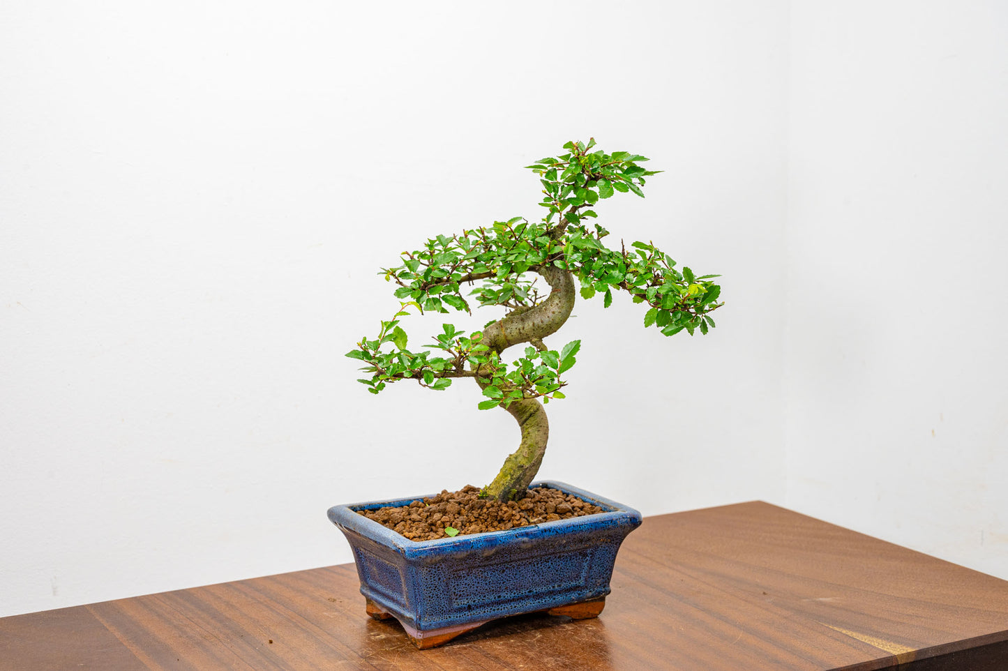 Chinese Elm Bonsai + Full Care Kit in a 15cm Navy Ceramic Pot