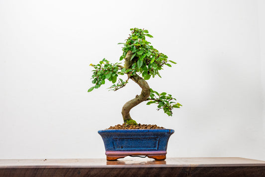 Chinese Elm Bonsai + Full Care Kit in a 15cm Navy Ceramic Pot