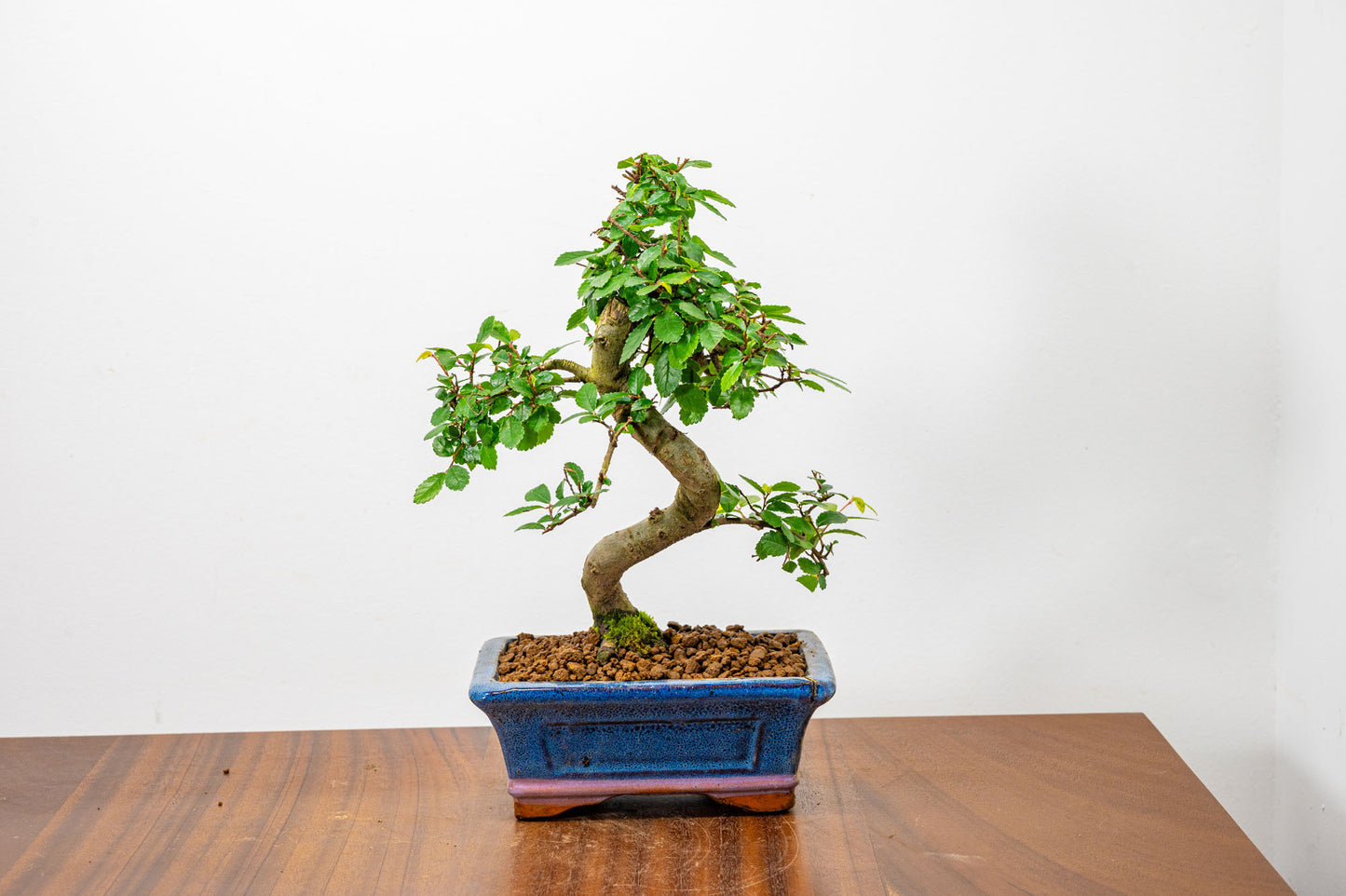 Chinese Elm Bonsai + Full Care Kit in a 15cm Navy Ceramic Pot