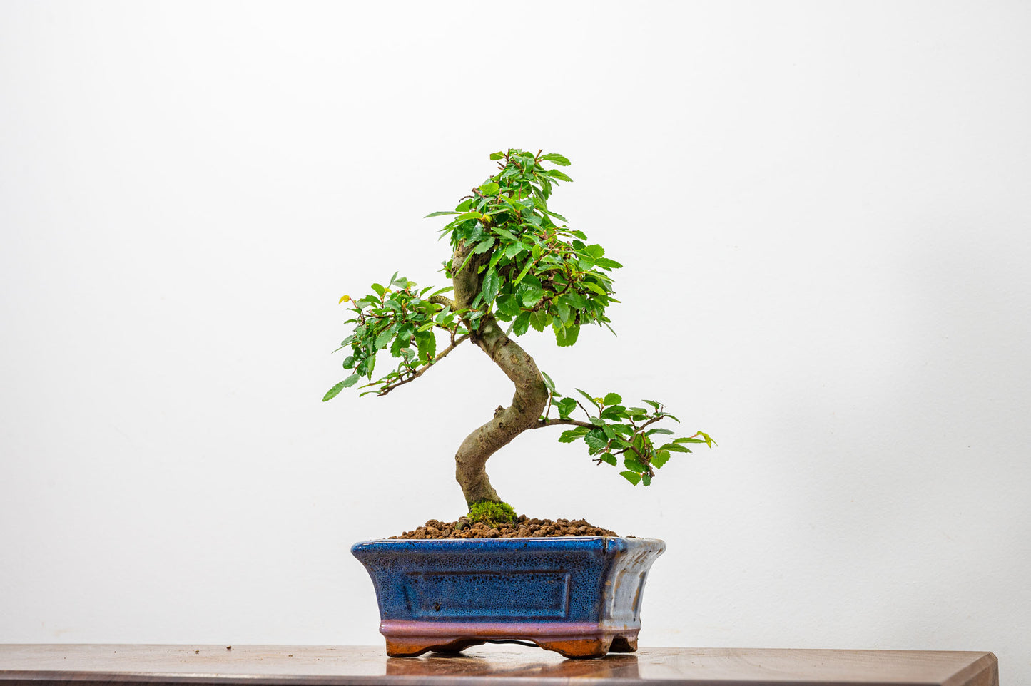 Chinese Elm Bonsai + Full Care Kit in a 15cm Navy Ceramic Pot