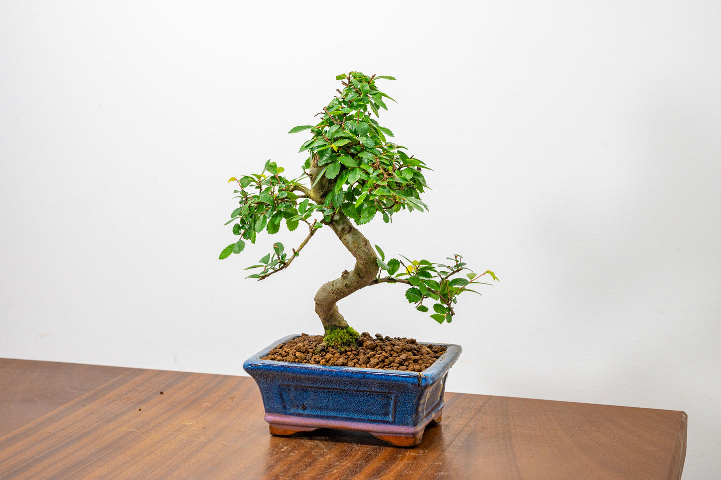 Chinese Elm Bonsai + Full Care Kit in a 15cm Navy Ceramic Pot