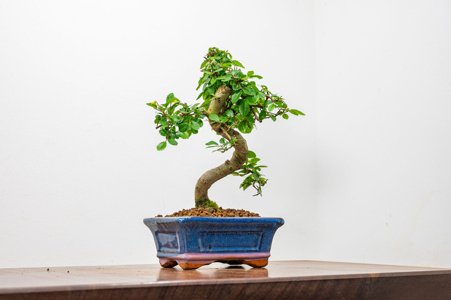 Chinese Elm Bonsai + Full Care Kit in a 15cm Navy Ceramic Pot