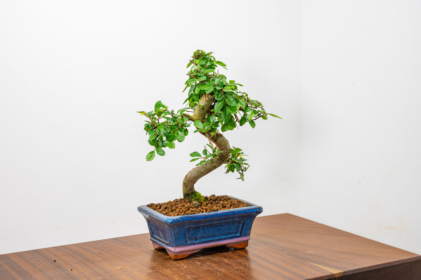 Chinese Elm Bonsai + Full Care Kit in a 15cm Navy Ceramic Pot