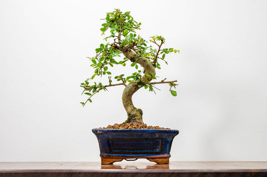 Chinese Elm Bonsai + Full Care Kit in a 15cm Navy Ceramic Pot