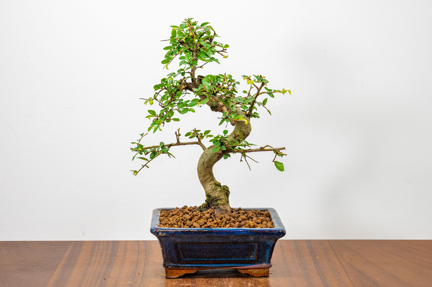 Chinese Elm Bonsai + Full Care Kit in a 15cm Navy Ceramic Pot