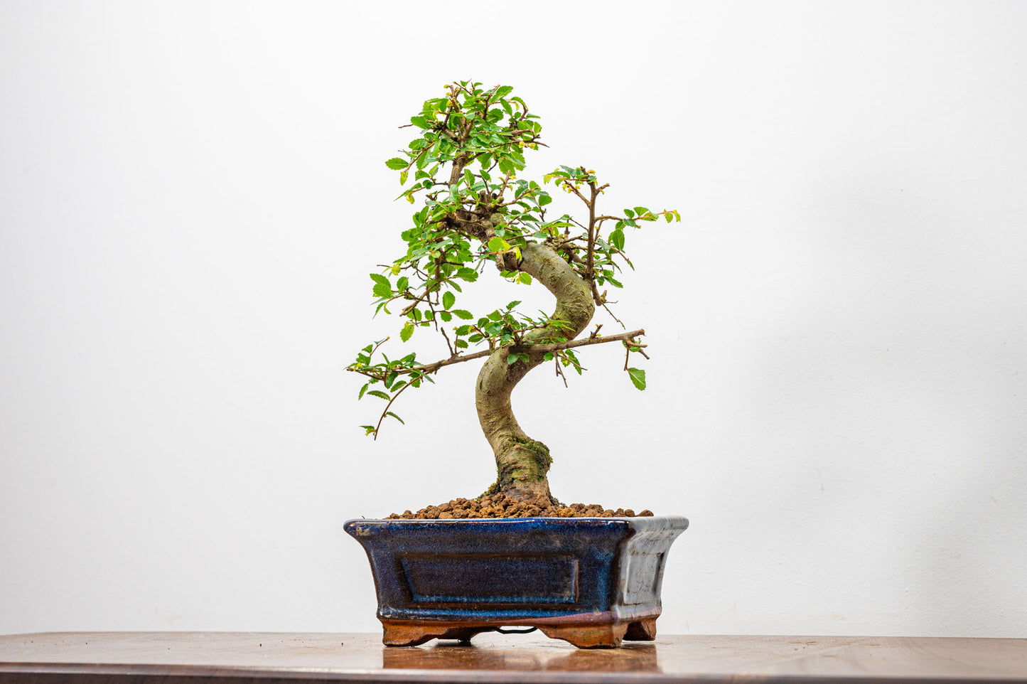 Chinese Elm Bonsai + Full Care Kit in a 15cm Navy Ceramic Pot