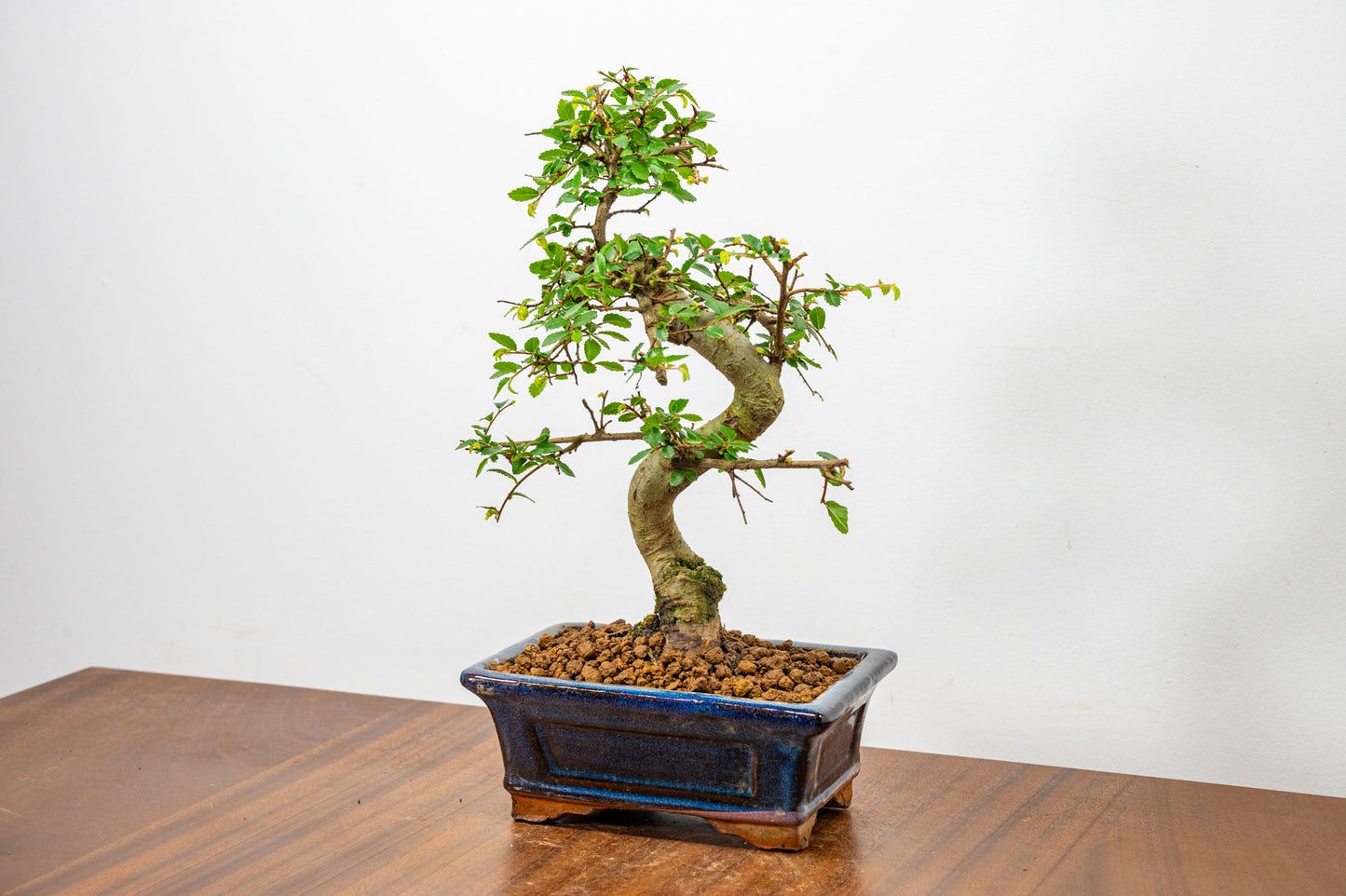 Chinese Elm Bonsai + Full Care Kit in a 15cm Navy Ceramic Pot